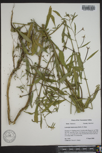 Ludwigia leptocarpa image