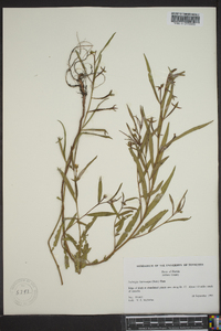 Ludwigia leptocarpa image