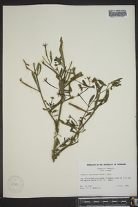 Ludwigia microcarpa image