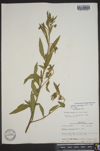 Ludwigia leptocarpa image