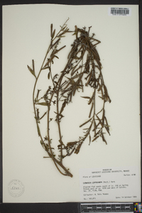 Ludwigia leptocarpa image