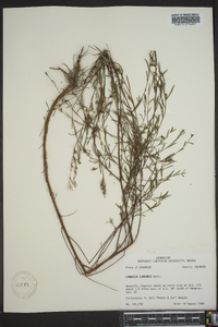 Ludwigia linearis image