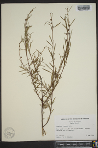 Ludwigia linearis image