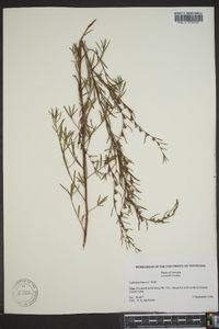 Ludwigia linearis image