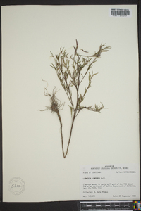 Ludwigia linearis image