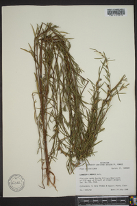 Ludwigia linearis image