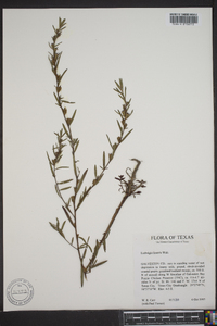 Ludwigia linearis image