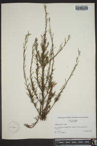 Ludwigia linearis image