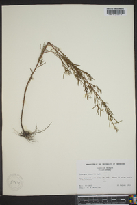 Ludwigia linearis image