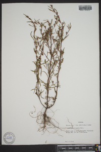 Ludwigia linearis image