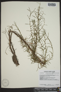 Ludwigia linearis image