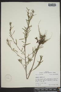 Ludwigia linearis image