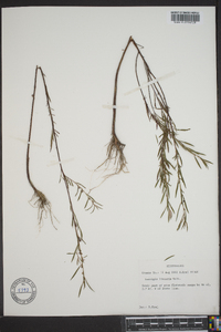 Ludwigia linearis image