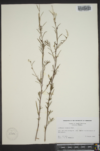 Ludwigia linearis image