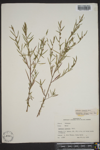 Ludwigia linearis image