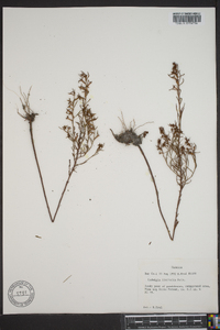 Ludwigia linearis image