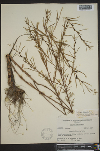 Ludwigia linearis image