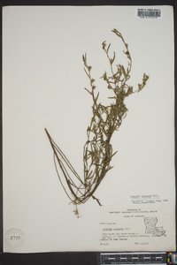 Ludwigia linearis image