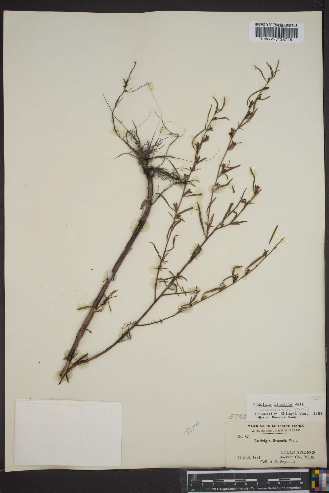 Ludwigia linearis image