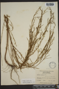 Ludwigia linearis image