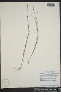 Ludwigia linearis image