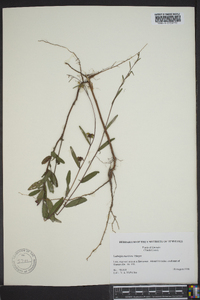 Ludwigia maritima image