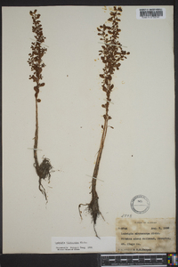 Ludwigia microcarpa image