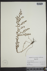 Ludwigia microcarpa image