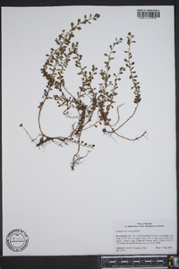 Ludwigia microcarpa image