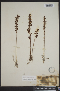 Ludwigia microcarpa image