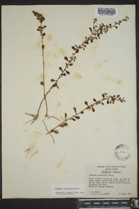 Ludwigia microcarpa image