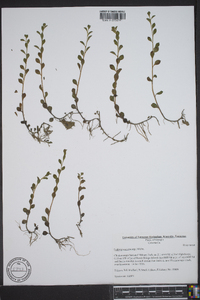 Ludwigia microcarpa image