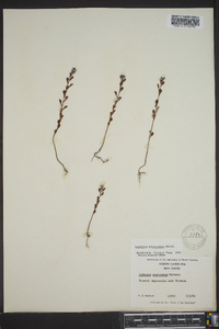 Ludwigia microcarpa image