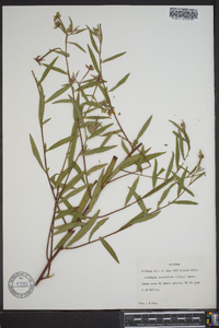 Ludwigia octovalvis image