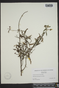 Ludwigia octovalvis image