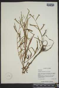 Ludwigia octovalvis image