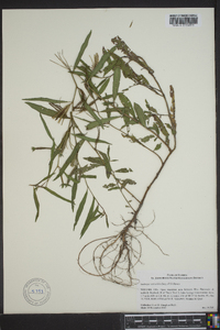 Ludwigia octovalvis image