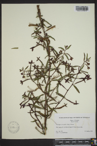 Ludwigia octovalvis image