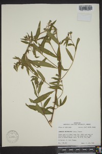 Ludwigia octovalvis image