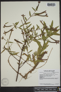 Ludwigia octovalvis image