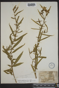 Ludwigia octovalvis image