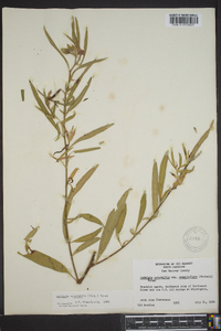 Ludwigia octovalvis image