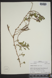 Ludwigia peploides image