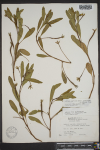 Ludwigia peploides image