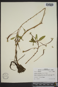 Ludwigia peploides image