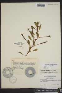 Ludwigia peploides image