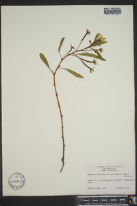 Ludwigia peploides image