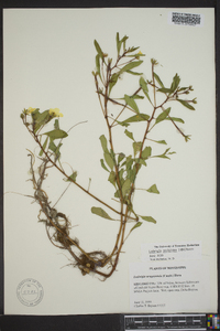 Ludwigia peploides image