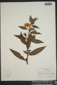 Ludwigia peruviana image