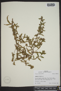 Ludwigia pilosa image